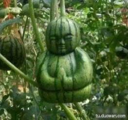 吃瓜网友是什么意思,网络时代的旁观者与评论家